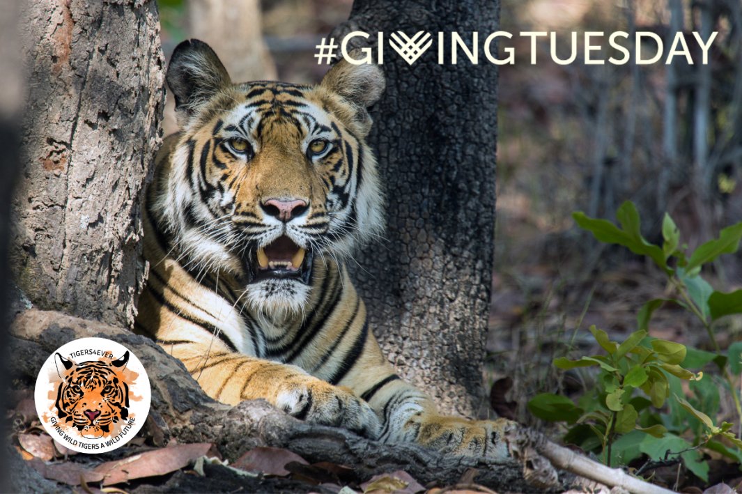 Tigers4Ever2010's tweet photo. Today is #GivingTuesday &amp; every single donation today will help wild #Tigers! This year, all online donations to Tigers4Ever from our supporters in the USA via #GlobalGiving will be tax-deductible &amp; matched! #MoveAMillion https://t.co/Pl6mxU68Tn https://t.co/wG21cvJlIZ