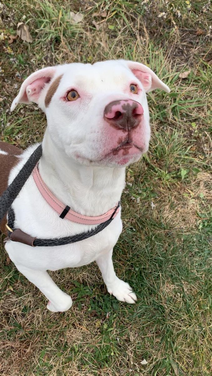 City Dogs Cleveland tweet media