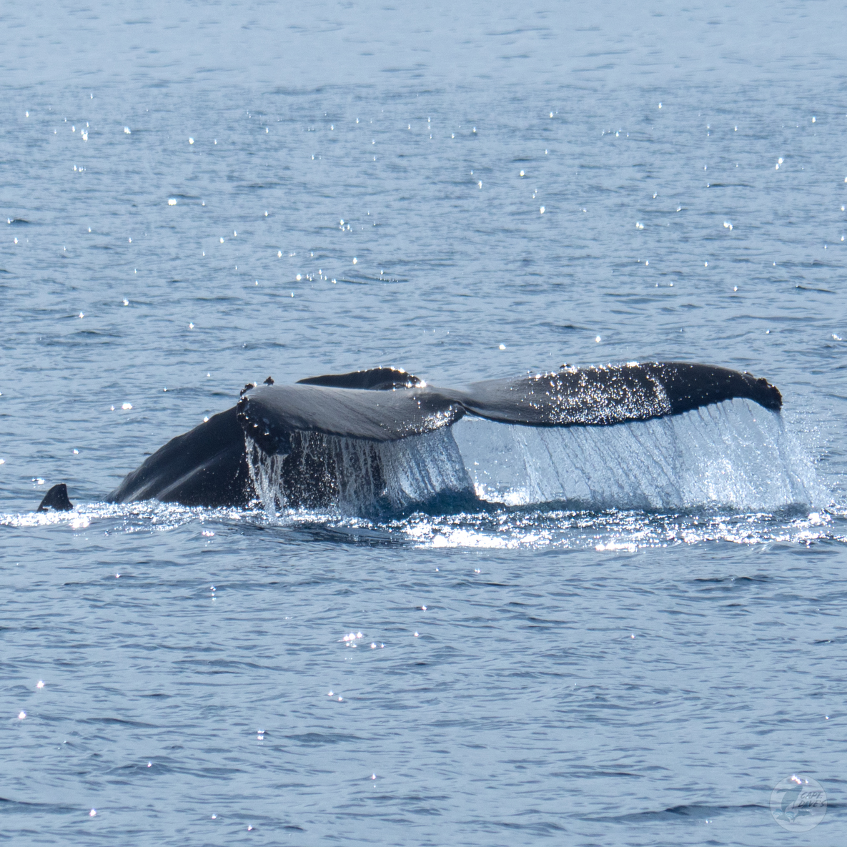 CaptDavesWhaleWatching tweet media