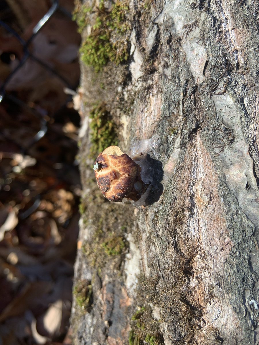 The first tiny shiitake on a log I inoculated months ago! Looking forward to spring next year!

#ShadeGarden #GrowYourOwn #GardeningX
