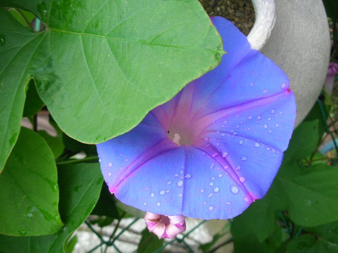 tanosiisupi_bot's tweet image. The beauty that you perceive is the thing which exists in you.

あなたが認める美は、あなたの中にあるものです。
#beauty #美 #externalization #外化