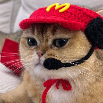 <a href="/stazzyarts1/">Staz</a> GM, gym and a breakfast at $MACPUR ? DRIVE THRU open  24/7 <a href="/MacPurrOnSolana/">MacPurr on Solana</a>