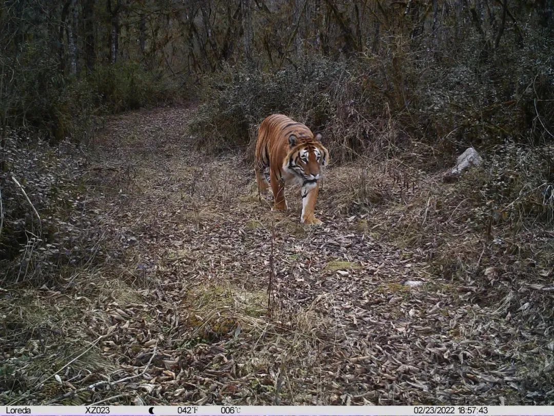 arunnegi82's tweet photo. Tigers captured on remote cameras from across the border in Medog county #tiger #medog #arunachal https://t.co/9uCa7lBN16