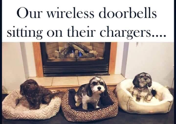 Heckin Good Dogs (@heckingooddogs) on Twitter photo 