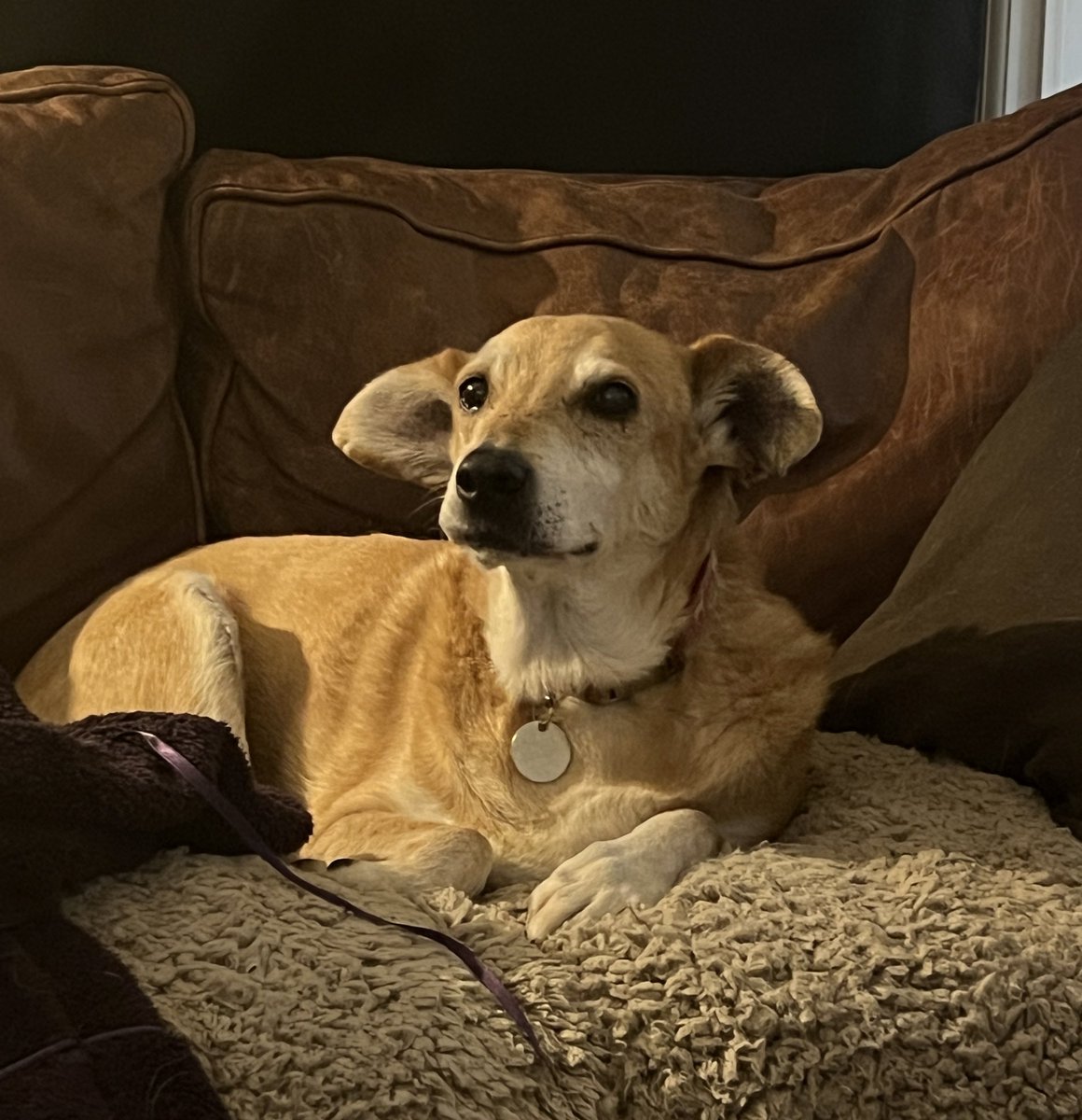 Dogs 4 Rescue tweet media