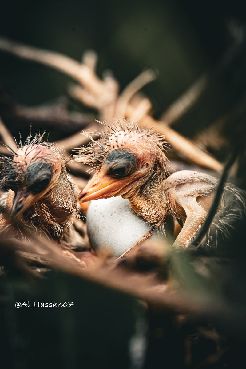 PRISES AU CAP-SKIRRING🇸🇳