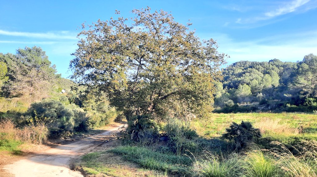 Vakapiupiu's tweet photo. El roure és verd, potser un 10% de la fulla es mig groga
3 #desembre2024
Riera de #Jafre
Ben a prop a les obagues ja perden la fulla, això sí. https://t.co/xQIclD4eY7