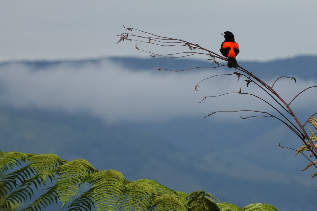 #CostaRica  for Bird's Wildlife &amp; Nature Tours - Day 3 - 6th November 2024
A final walk around Arenal before wending our way to the Rio Celeste &amp; Tenorio volcano
blueeyedbirding.blogspot.com/2024/12/costa-…

Passerini's Scarlet-rumped Tanager #BirdsSeenIn2024