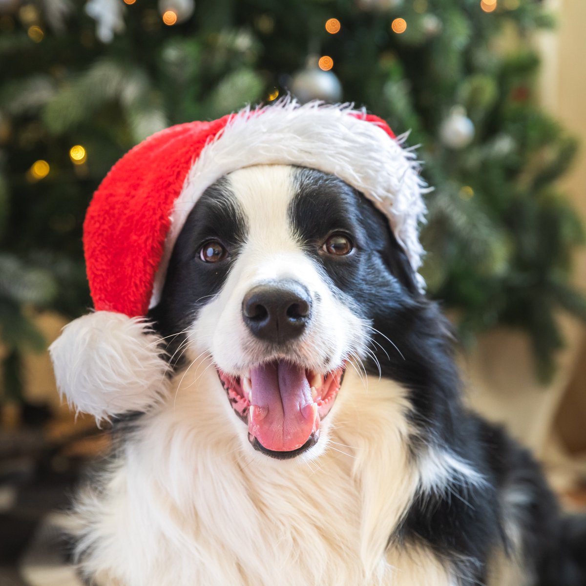 texasgov's tweet photo. Santa Paws is coming to town soon and y’all better be on your best human behavior! We’ll also take all the pics of the Santa Paws in your homes. #TexasTails https://t.co/GWTJCXNq5x