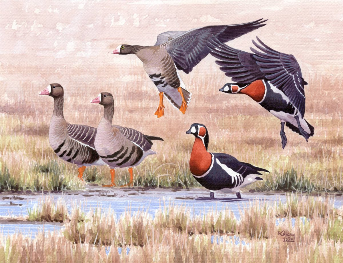kokayart's tweet image. Two goose paintings (showing Greater and Lesser White-fronted and Red-breasted Geese) are available in limited edition giclée prints:
30 x 40 cm (with cca. 2 cm white margin), limited to 95 prints, 105 EUR. Send me a message if you are interested!