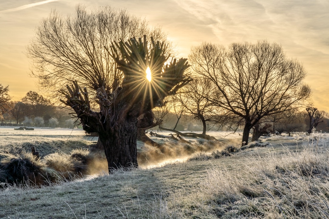 A very frosty Richmond Park.