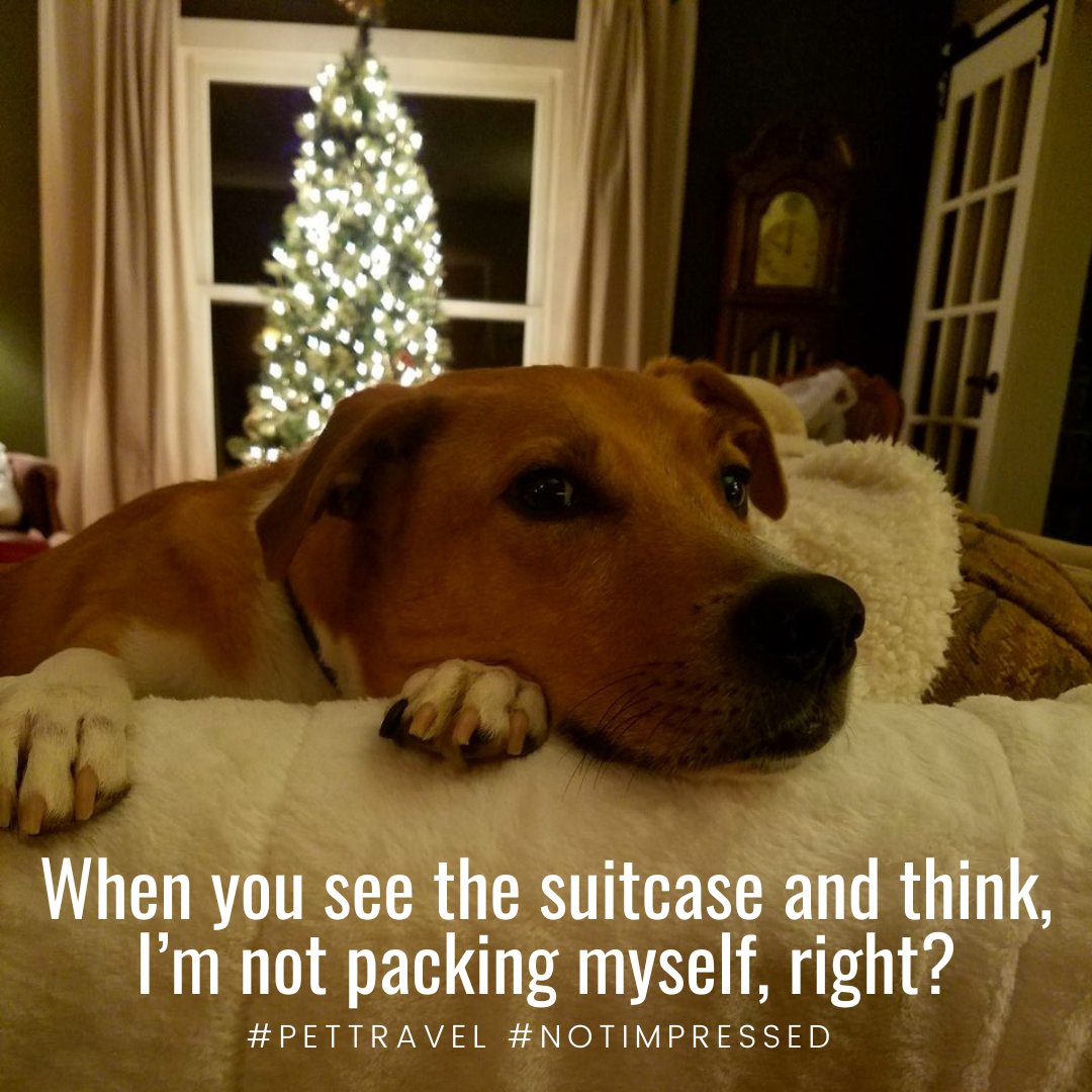 readyCityGR's tweet image. 🐾🎄 Traveling this holiday season and have pets? Let’s get them ready!

1️⃣ Update vaccinations &amp;amp; ID tags
2️⃣ Pack medications
3️⃣ Prepare for emergencies with extra food &amp;amp; essentials
Plan ahead for smooth travels! 🧳
#PetTravel #HolidayPets #PawsitiveJourney