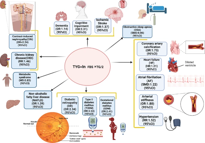 Triglyceride-Glucose (TyG) index: An important early marker for several serious diseases

How is TyG calculated?
The values of triglyceride (Ty) and glucose (G) are obtained in fasting state. 
TyG Index=log 10(Triglycerides×Glucose/2)

Use the calculator below to find out TyG