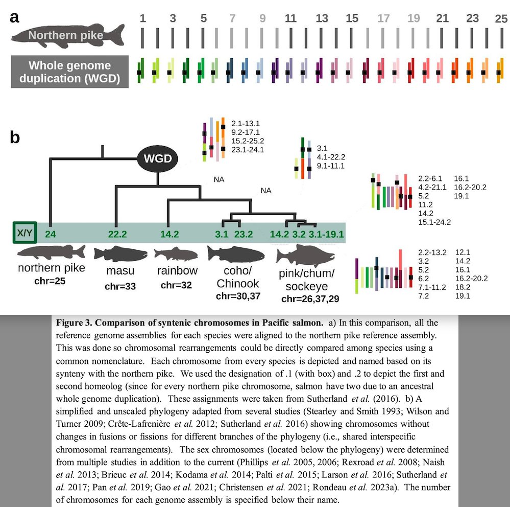 Ben Sutherland (@bsuther7) on Twitter photo Masu salmon (Oncorhynchus masou masou) 🐟🧬 genome analysis by Christensen et al in <a href="/GeneticsGSA/">Genetics Society of America</a> brings new details on #salmonid sex chromosomes & chromosomal rearrangements:
academic.oup.com/g3journal/adva… Masu salmon (Oncorhynchus masou masou) 🐟🧬 genome analysis by Christensen et al in <a href="/GeneticsGSA/">Genetics Society of America</a> brings new details on #salmonid sex chromosomes & chromosomal rearrangements:
academic.oup.com/g3journal/adva…
