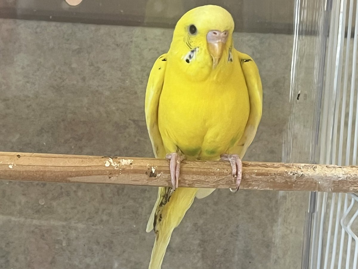 ハナちゃん。
お客様が家庭の事情でどうしても飼えなくなり、急遽うちのコになることになり、先程お店にやってきました(事情を聞いて30分後😅)
うちのコたちより1才ちょっと若かったはず。。
早く慣れてくれるといいな。