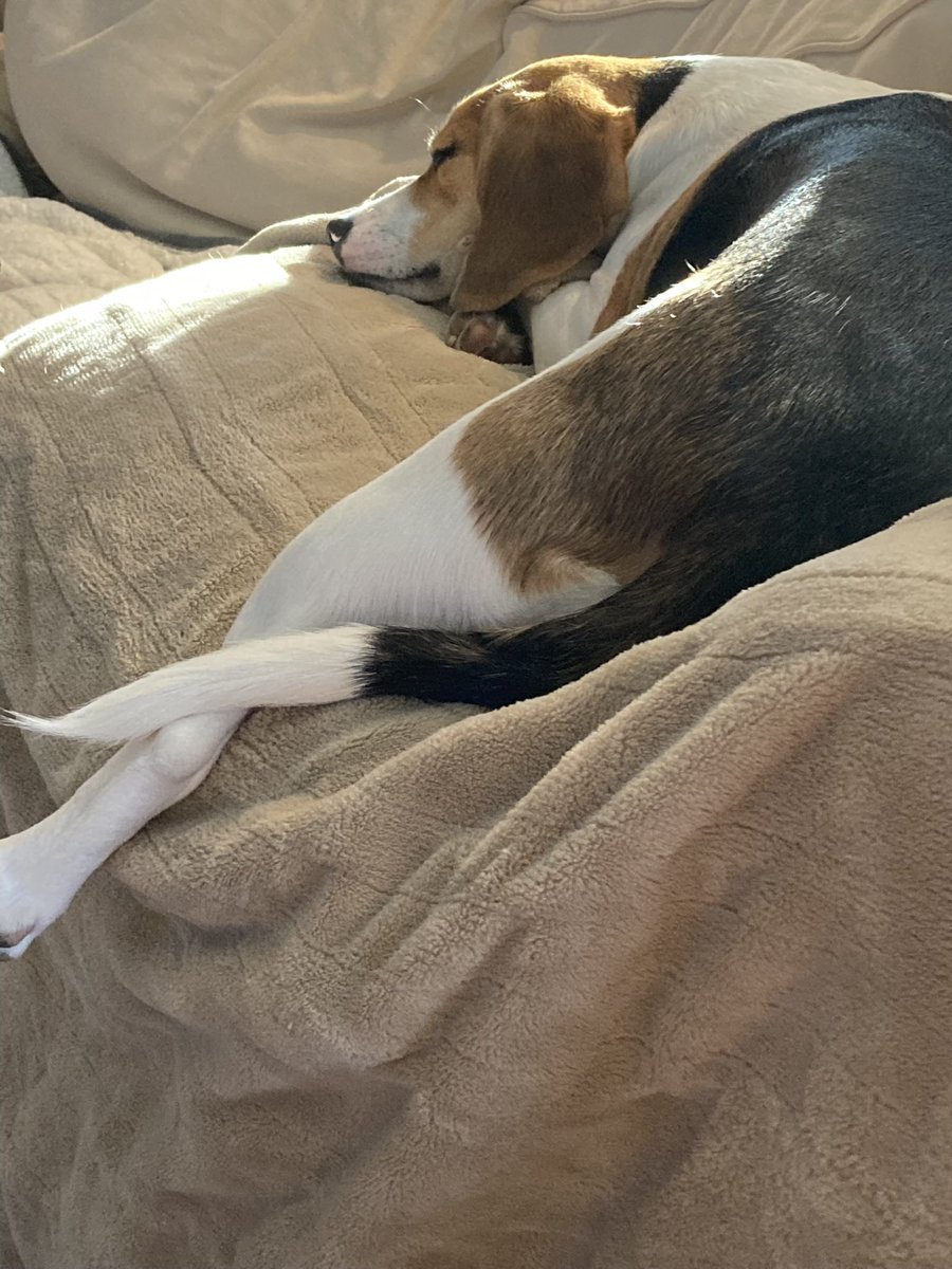 CTjillybean's tweet photo. @beaglefacts This was a fun one to look for!! So many to choose from!! @beaglelucylooo with a sleepy shy kick… https://t.co/FTTaTg062Z