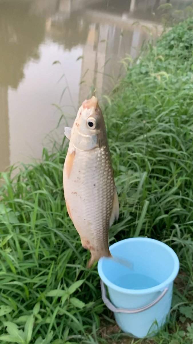 eightieth_'s tweet image. 🎣釣竿越粉です