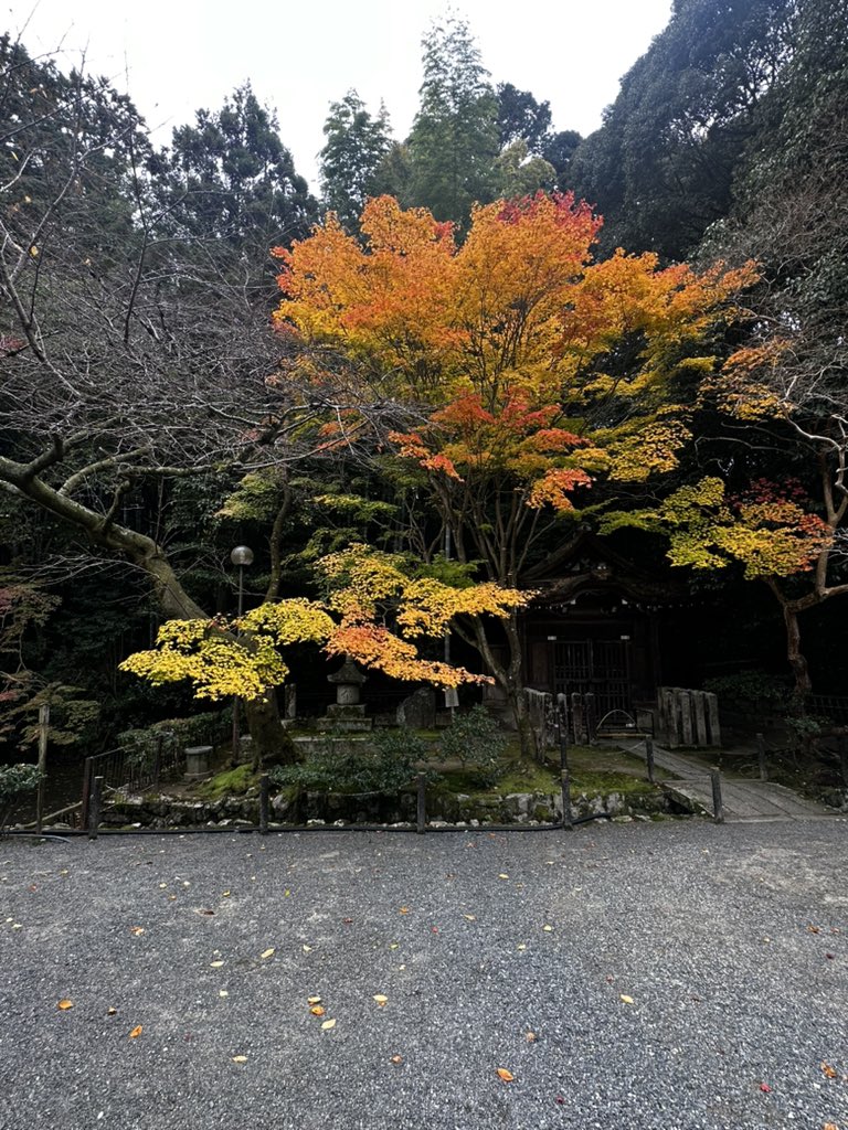 泉涌寺水屋形の紅葉ピークですねぇ🍁