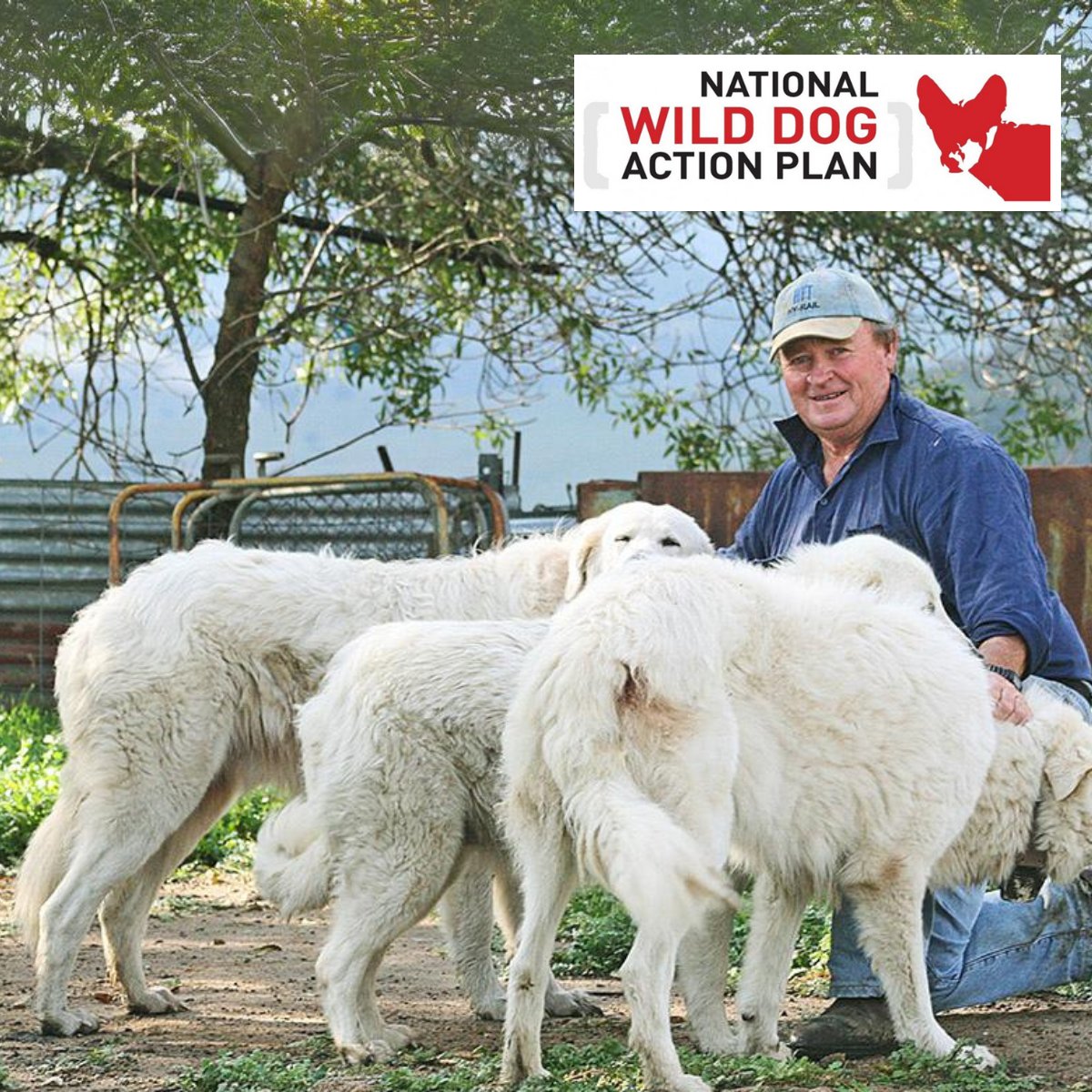 animalhealthAUS's tweet photo. 🎯 Effective control programs require integrated tools. From baiting to guardian dogs, discover the diverse strategies for managing wild dogs.
Check out the NWDAP resources to learn more 📖 https://t.co/u9DOts01kU
#IntegratedApproach #WildDogStrategies #agriculture https://t.co/8QEYcaom19