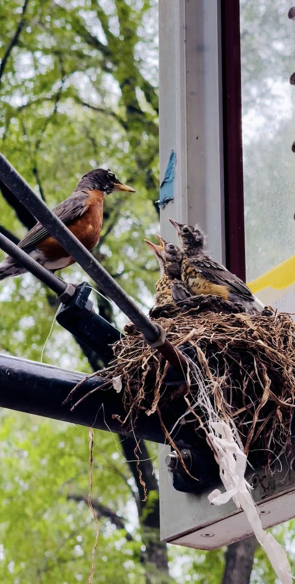 This #GivingTuesday, we’re protecting local pollinators and growing native plants in Seward Park. With NYC facing its warmest, driest fall on record and public funding for parks under threat, we need your help now more than ever.

Donate today: sewardparkconservancy.salsalabs.org/GivingTuesday2…