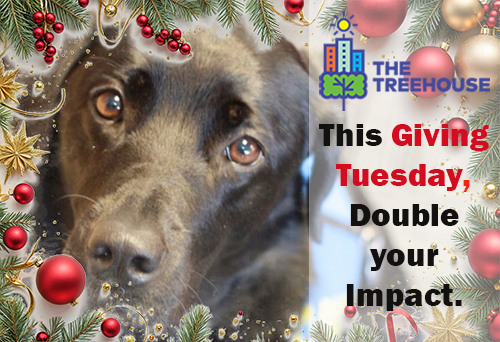 TreehouseCYAC's tweet photo. This #GivingTuesday, your gift can heal twice as many hearts. With Nessa by their side, kids at The Treehouse find the comfort and care they need to heal from trauma. 

Every donation is MATCHED. Let’s make a difference together.

Donate now: https://t.co/Nm5aDJBysv https://t.co/N3ADUqVeHK