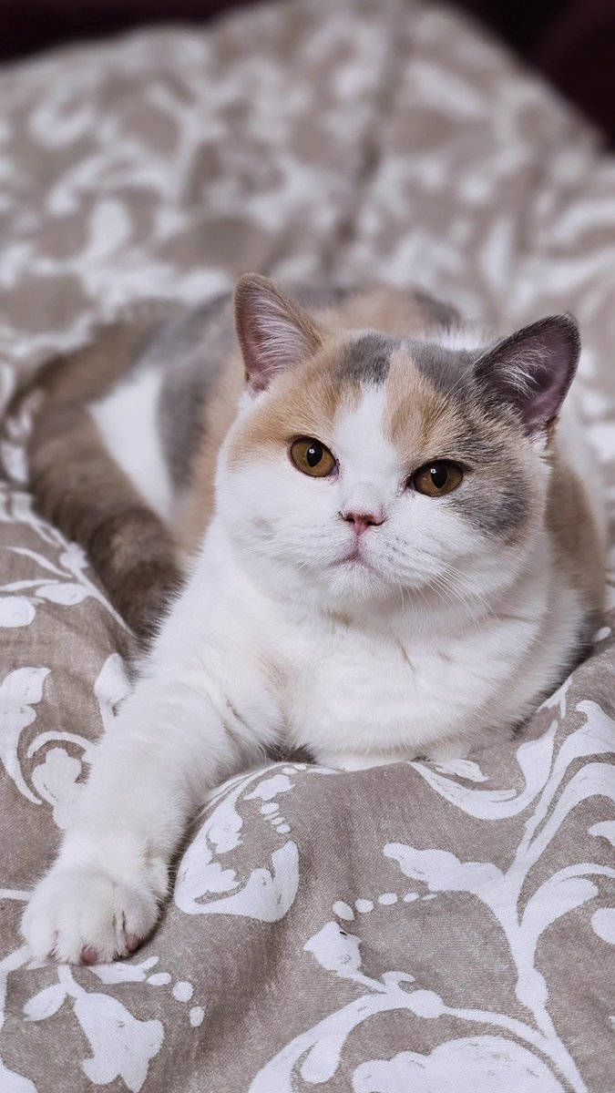 anca_m_anca's tweet image. Baby is growing. 🤍🧡🩶
#MyGrace