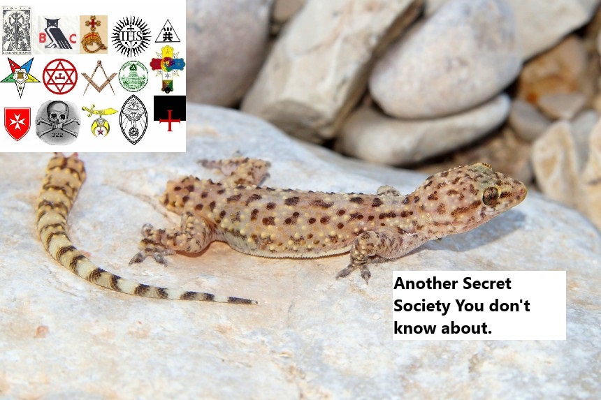 tybek - truth seeker tweet media