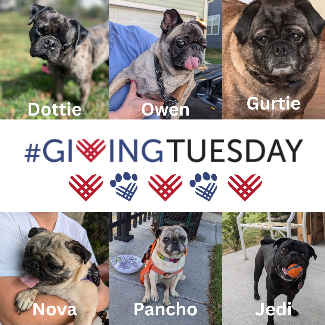 Check out some of the pugs in our care (currently available for adoption). Run DON'T Walk 📷📷pugpartners.com/pugs-available…
Help us continue our mission. Volunteer, foster, donate
DONATE AT: pugpartners.com/donate
shareomaha.org/nonprofit/pug-…