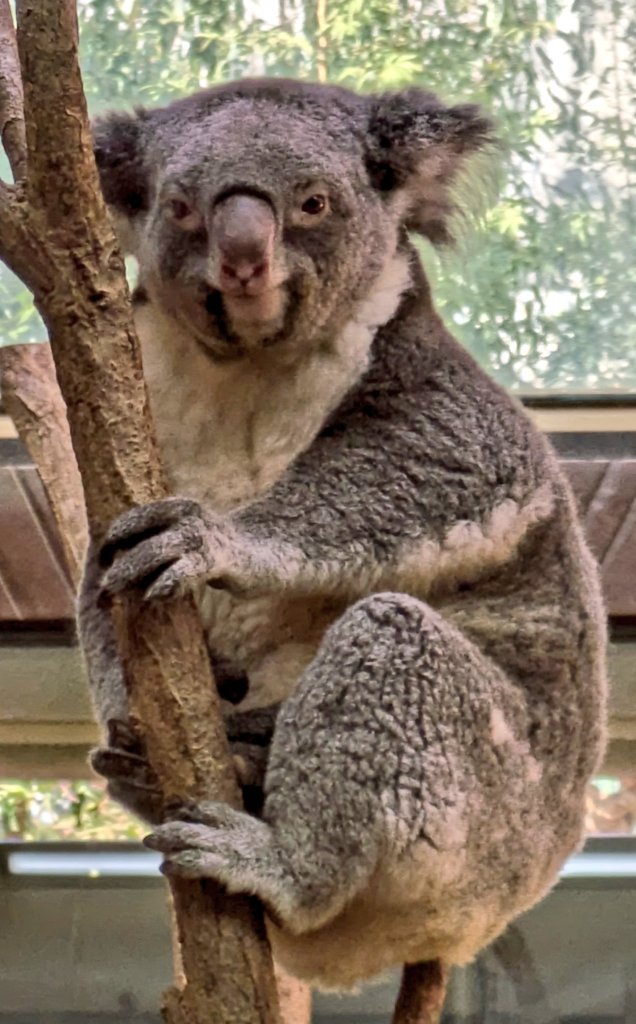 #神戸コアラ日記 🐨
#ユーカリ 🌿交換待ちの #オウカ ちゃん🐨
早くユーカリ🌿が食べたくてソワソワしてる様子でした🐨✨
オウカちゃん、ユーカリ🌿たくさん食べてね🐨
#コアラ #王子動物園 #王子公園 #王子公園再整備 #王子動物園は神戸の宝 #王子動物園市民サミット