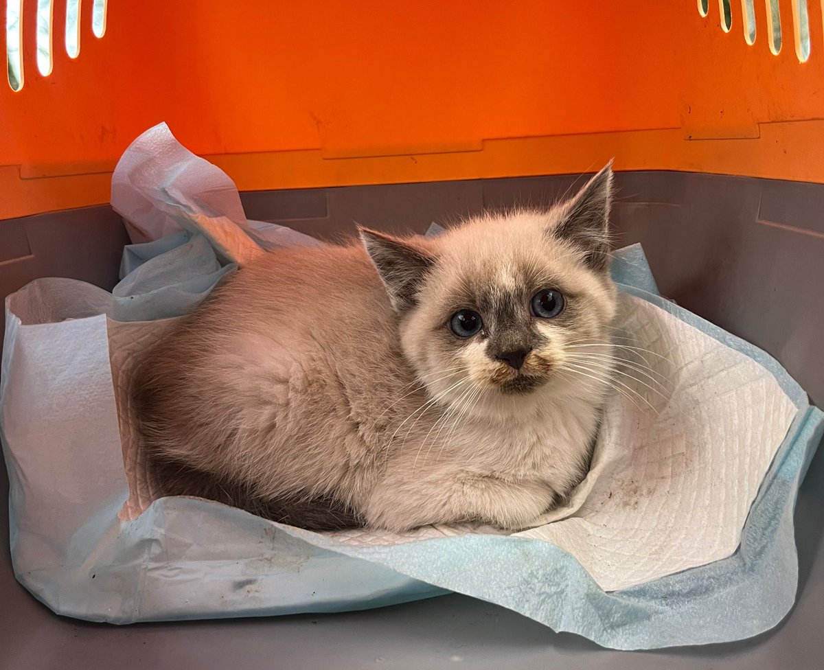 CatCareCom's tweet photo. ‼️ SOS! Steidzami nepieciešama jūsu palīdzība! 
😭 Mums steidzami nepieciešams savākt 3000 eiro, lai līdz gada beigām apmaksātu veterināro pakalpojumu rēķinus!

Paldies katram no jums!

https://t.co/HLNmCXFdir

#adoptdontshop #animalcharity #noanimalleftbehind #labdarība #cats https://t.co/8kBfTy0Pik