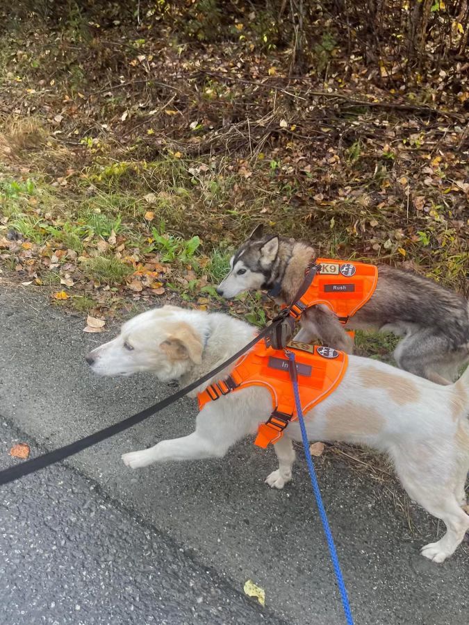 It's a Match Made in Heaven! 🐶❤️

We're overjoyed to see how our former sled dogs are thriving in their forever homes! 

Ready to Adopt? Contact us at info@aksleddogtours.com

(Please note: inquiries about these dogs are only accepted via email)

#sleddogs #adoption #foreverhome
