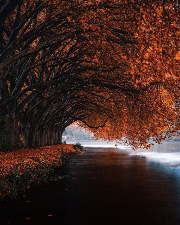 earthcurated's tweet photo. 🍂 https://t.co/sCtGcBRJDz