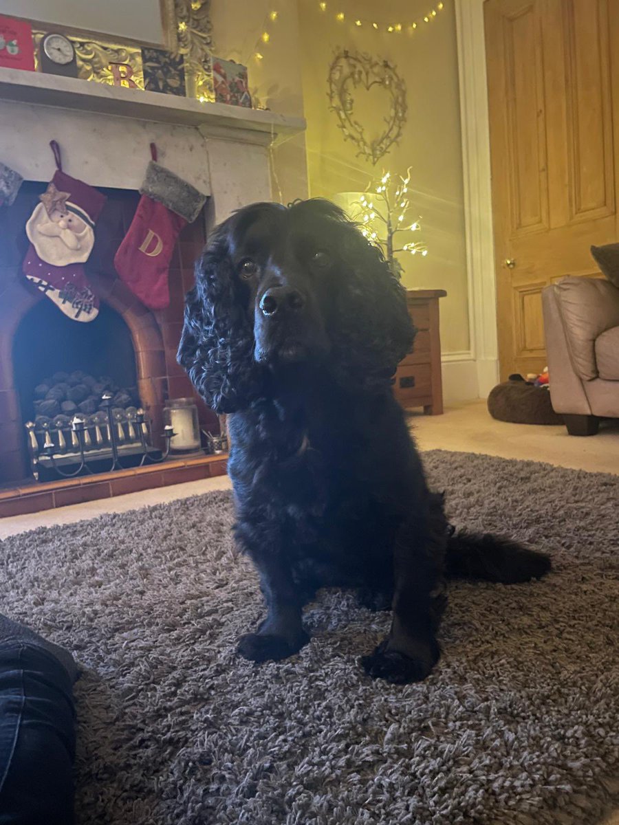 John Bollan tweet media