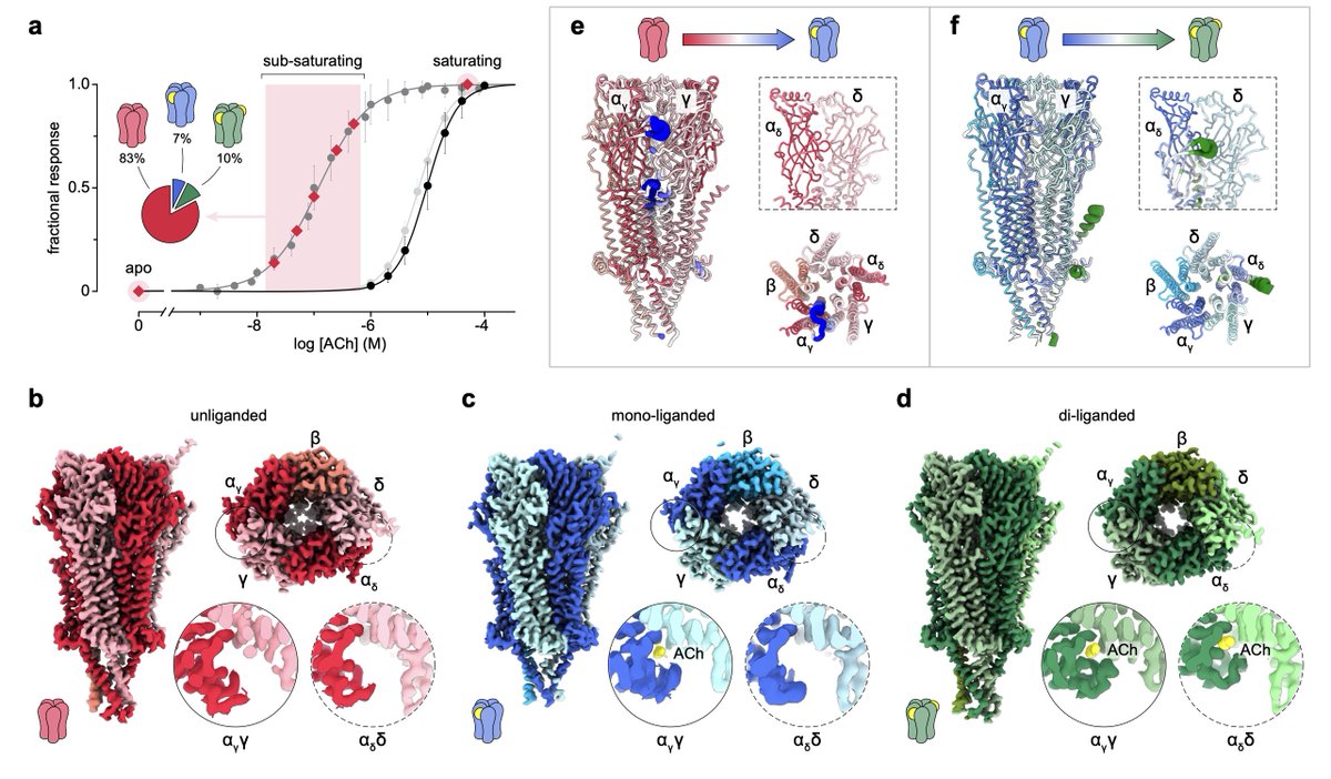 Asynchronous subunit transitions precede acetylcholine receptor activation | bioRxiv

biorxiv.org/content/10.110…