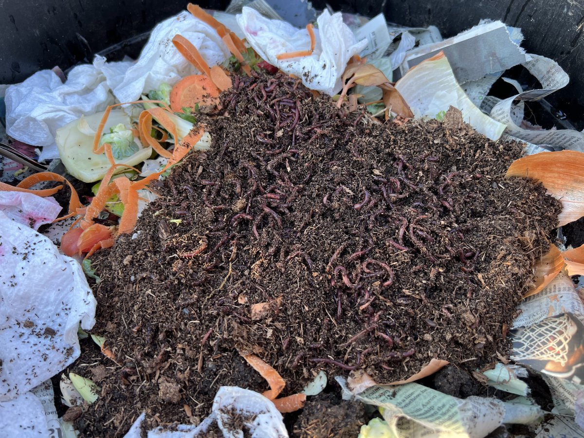 TNVSchool's tweet image. 🪱 Digging into composting with 3rd grade! Students welcomed red wigglers to their new home, learning how these tiny friends turn food scraps into rich soil.  Hands-on, sustainable learning at its best! 

#Composting #WormComposting #EnvironmentalEducation #HandsOnLearning