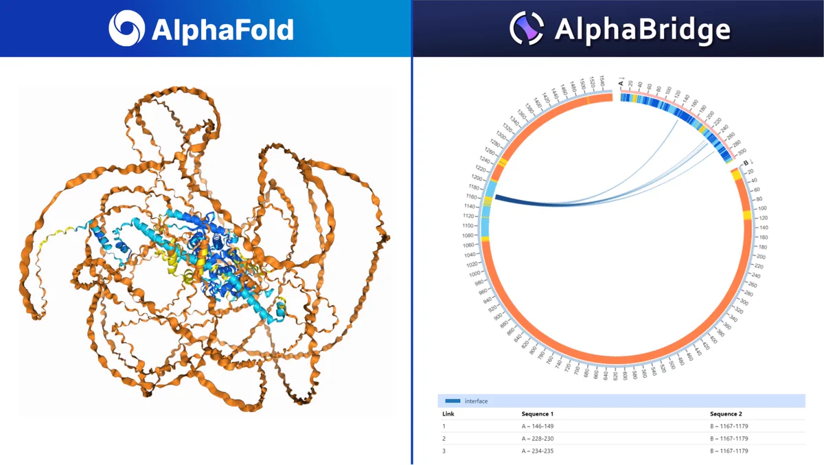 On the left is the structural output from the AlphaFold 3 server colored by pLDDT, which requires structural knowledge for interpretation. On the right is the AlphaBridge ring output, where the results are pre-analyzed and visually presented, making them easier to understand.