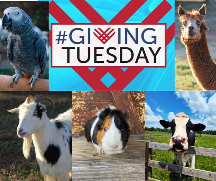 There's still time to make a #GivingTuesday Donation! Please help us reach our goal of $10,000 to help us care for the over 80 Animal Ambassadors that call Rescue Ranch home. 

Just go to bit.ly/4hZQt8q, any amount is appreciated. 💞

#RescueRanch #StatesvilleNC
