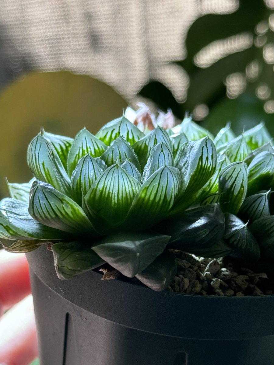 本日の植物コーナー！
ハオルチア　コモモ斑抜
光を透かすと青く輝く透明度の高い子
ロゼッタ状に成長していく姿がまた綺麗！
観察しているとキラキラした気持ちになれる植物です！！✨✨