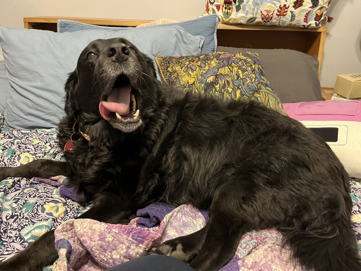 Haley Ward tweet media