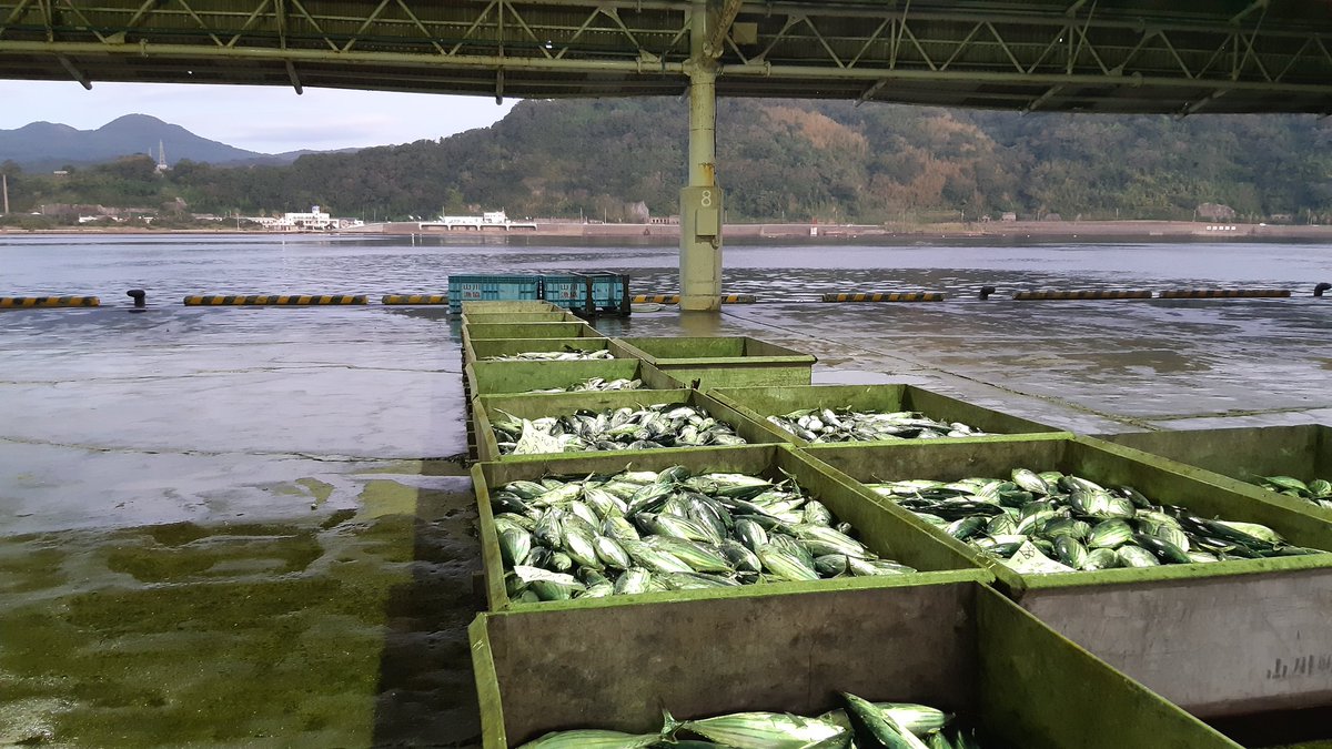 marunjp's tweet photo. おはようございます
12/4(水)の指宿市山川の天気は晴れ☀

もう12月ですねー！
さすがに先月後半から忙しくなりポスト疎かになっておりました😖
山川港にもホント久々近海物鰹が水揚げされたけどだいぶ釣れなくなって来てるようですね🥺

#企業公式が毎朝地元の天気を言い合う https://t.co/yrfvFrXfGj