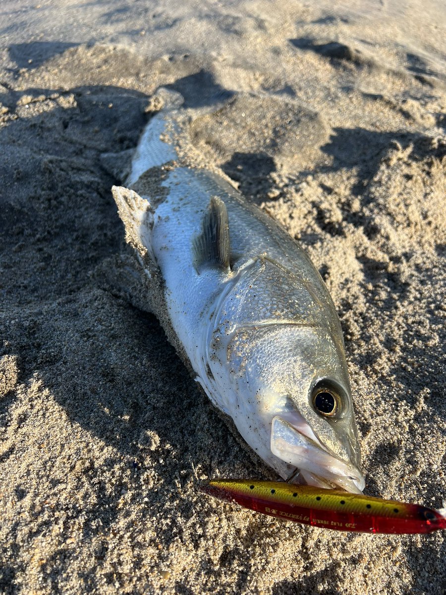 【他魚種編】
フラット以外にもたくさんいいことありました🤩
グッドサイズで肩パンパン🥹

#ホゲホゲ倶楽部🤣