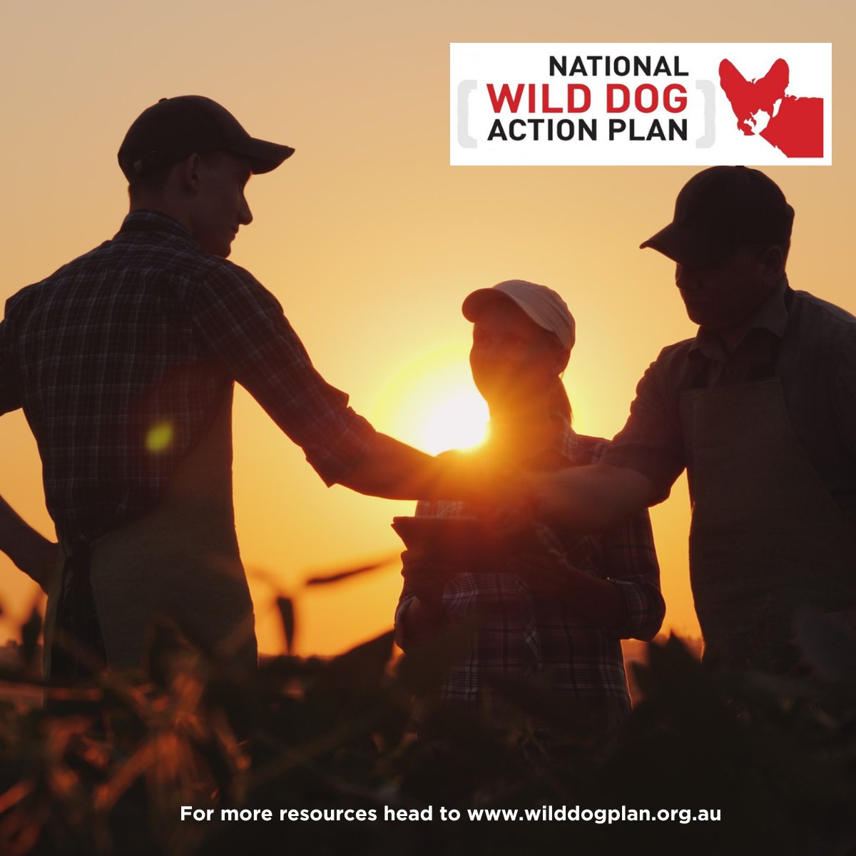 PIRSA (@sa_pirsa) on Twitter photo Looking to join a government support program? 👥
The government support programs assist farmers, producers and regional communities who have been severely affected by drought.
Learn about the benefits 👉 ow.ly/ERk750TYWBz
<a href="/NWDAP_au/">National Wild Dog Action Plan</a>
#WildDogControl #NWDAP Looking to join a government support program? 👥
The government support programs assist farmers, producers and regional communities who have been severely affected by drought.
Learn about the benefits 👉 ow.ly/ERk750TYWBz
<a href="/NWDAP_au/">National Wild Dog Action Plan</a>
#WildDogControl #NWDAP