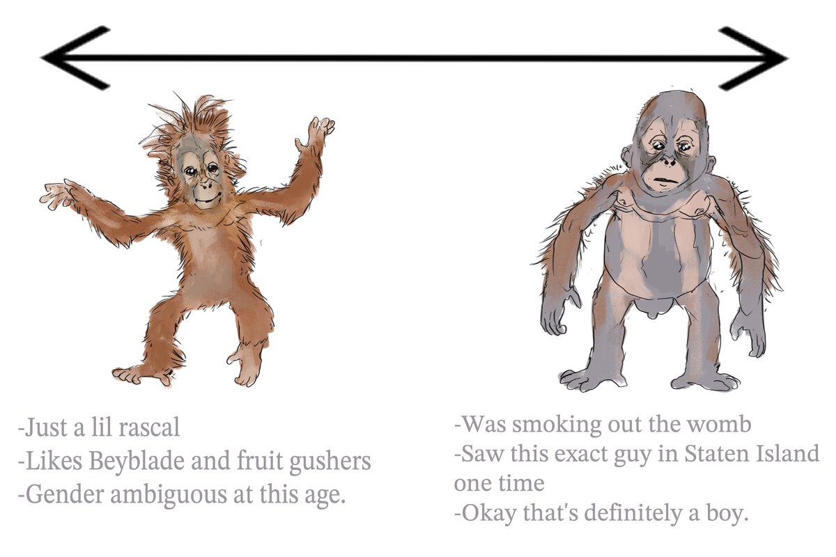 wa_workshop's tweet photo. spectrum of baby orangutans https://t.co/Wvy8bRSoZl