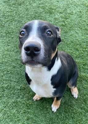 Suspense4568's tweet photo. 🆘🆘🆘DIES WED 12/4 #DallasTX EMAIL BY 11 AM
OUT OF STATE ADOPT #FosterMe 
✨Willie #A1233559
8 MONTH SWEET LOVING SOCIAL
https://t.co/soze8R52WS
#DogsOfTwitter #dogs #Denton #DeSoto #Frisco #Irving #Texas #Colorado #FarmersBranch #Carrollton #Austin #Oklahoma #Lewisville #Plano https://t.co/02kuTxnZvo