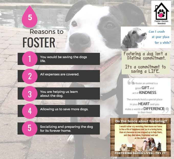 Suspense4568's tweet photo. 🆘🆘🆘DIES WED 12/4 #DallasTX EMAIL BY 11 AM
OUT OF STATE ADOPT #FosterMe 
✨Willie #A1233559
8 MONTH SWEET LOVING SOCIAL
https://t.co/soze8R52WS
#DogsOfTwitter #dogs #Denton #DeSoto #Frisco #Irving #Texas #Colorado #FarmersBranch #Carrollton #Austin #Oklahoma #Lewisville #Plano https://t.co/02kuTxnZvo