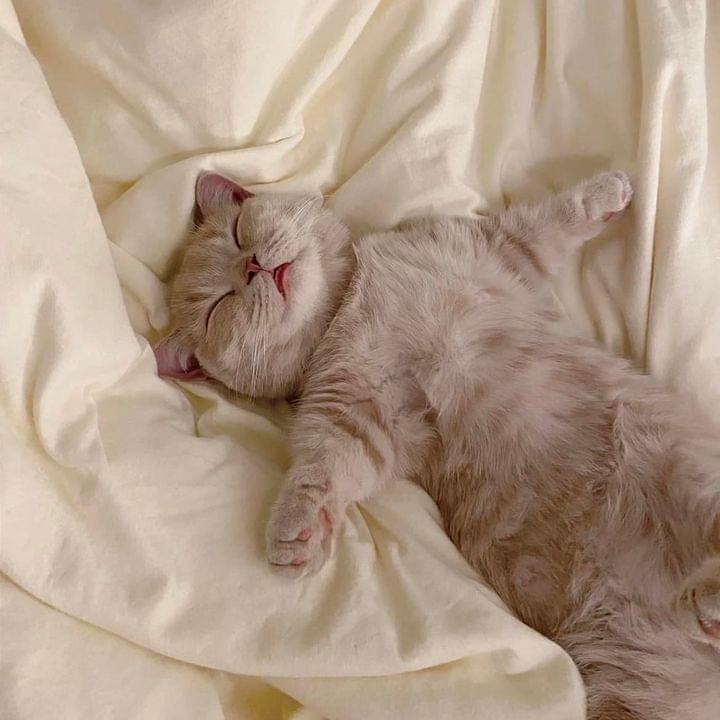 cutestscats's tweet photo. https://t.co/LKKmJiknEH
