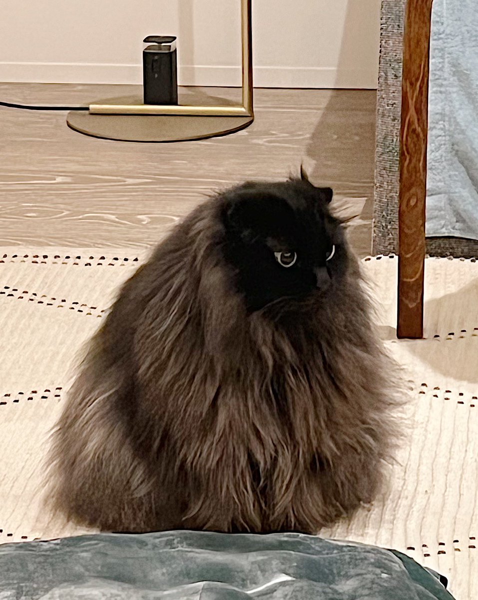 新種の直角三角形ねこ🗻⛰️🌋