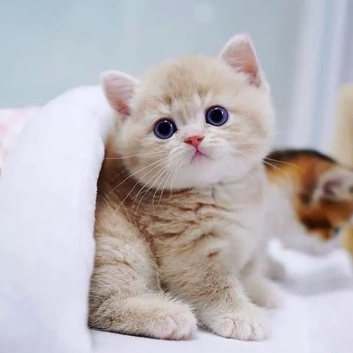 cutestscats's tweet photo. https://t.co/KdJxPRMegd