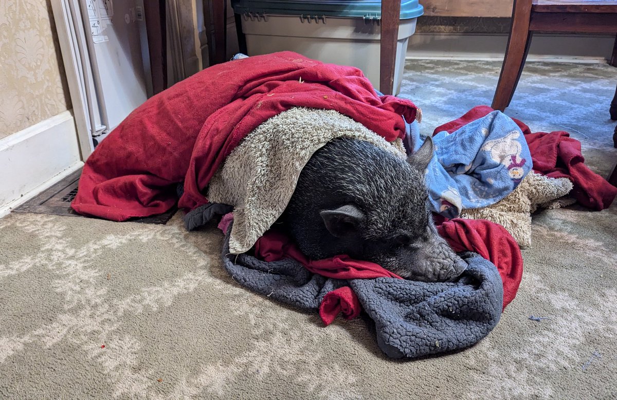 Stay warm out there. It's pigs in a blanket season.