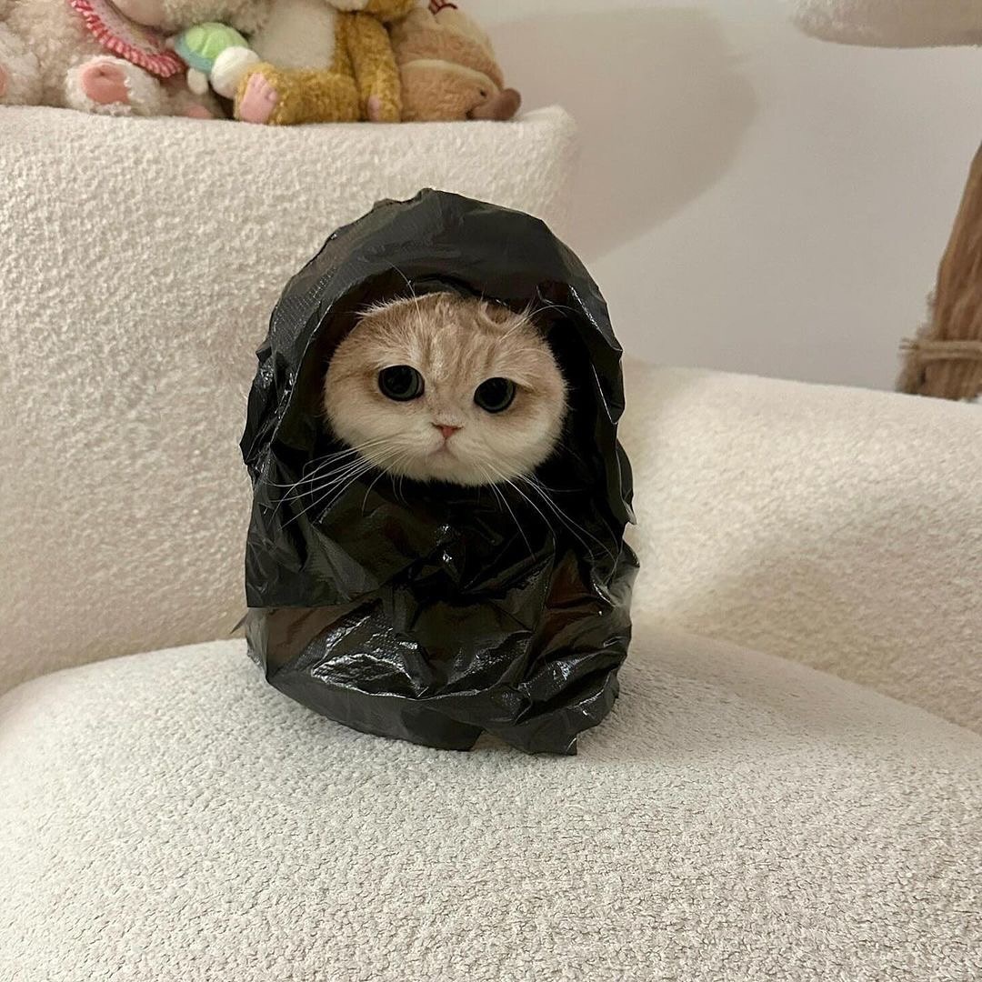 cutest cats (@cutestscats) on Twitter photo 